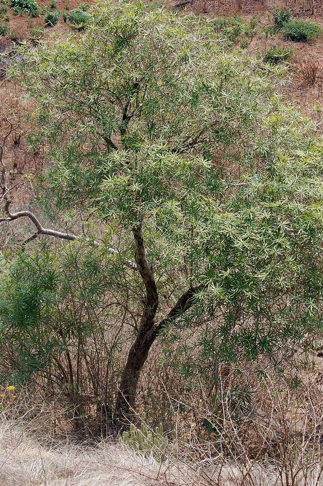 Image of Small-leaved dragon tree