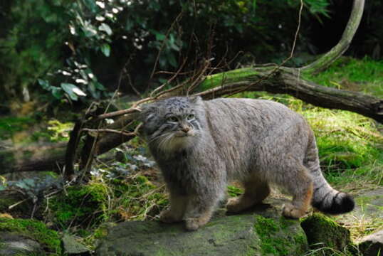 Image of Pallas’s cat