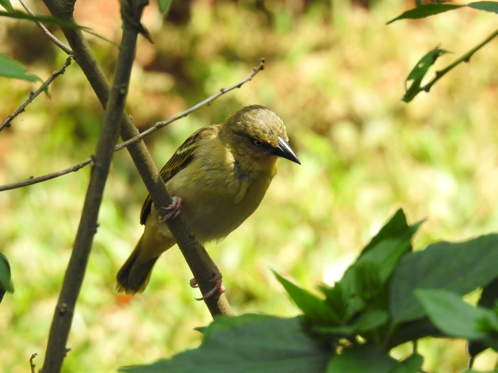 Image of Northern Brown-throated Weaver