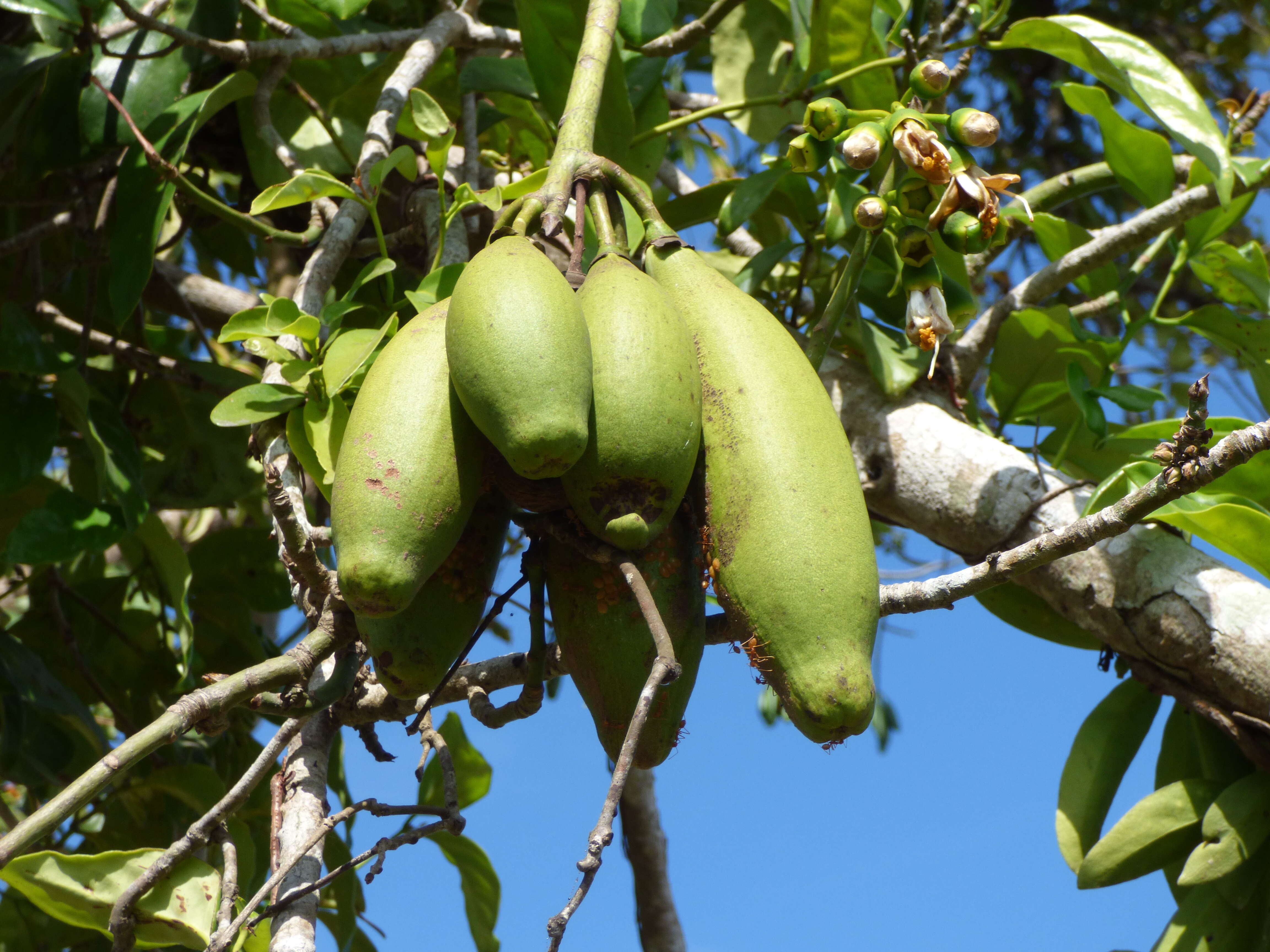 Image of kapoktree