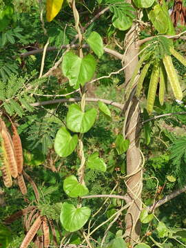 Plancia ëd Ipomoea anisomeres Robinson & Bartlett