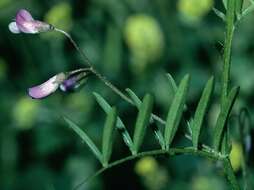 Image of lentil vetch