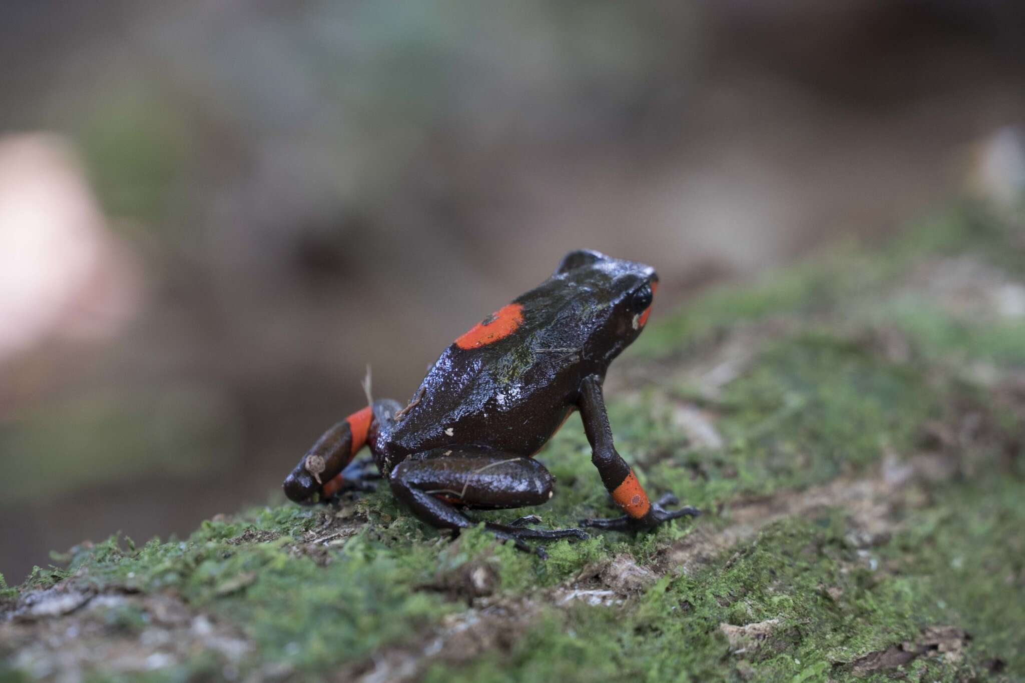 Image of Harlequin Poison Frog