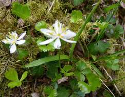 Image of Coptis trifolia subsp. trifolia