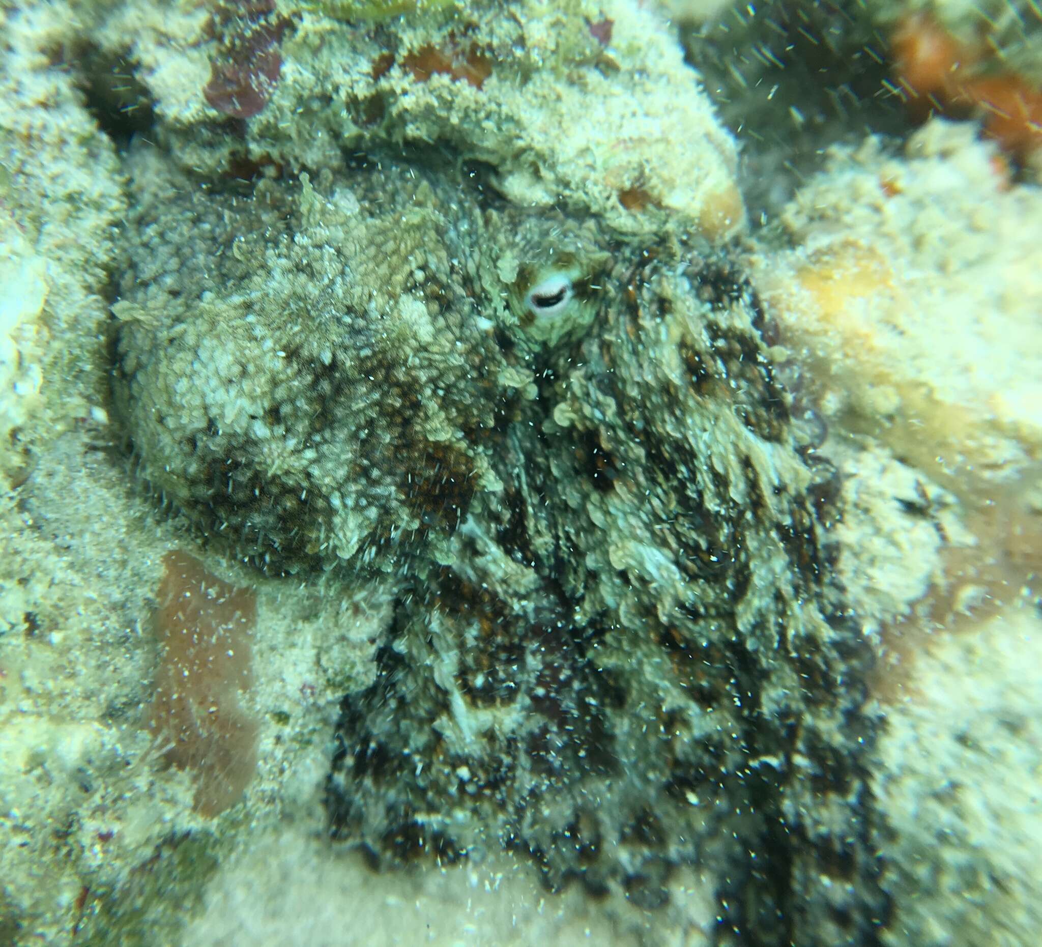 Image of Caribbean two-spot octopus