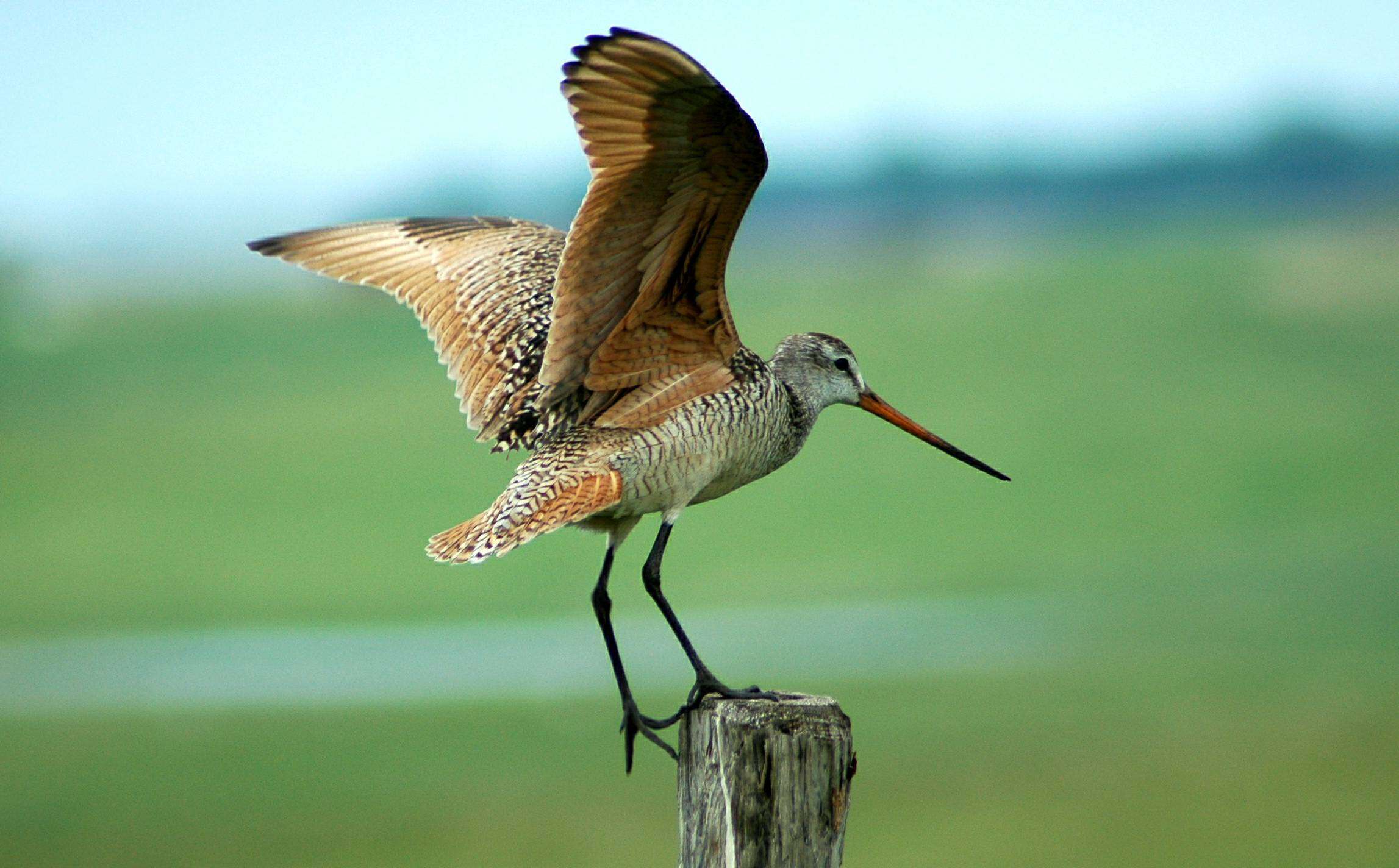 Image of Marbled Godwit