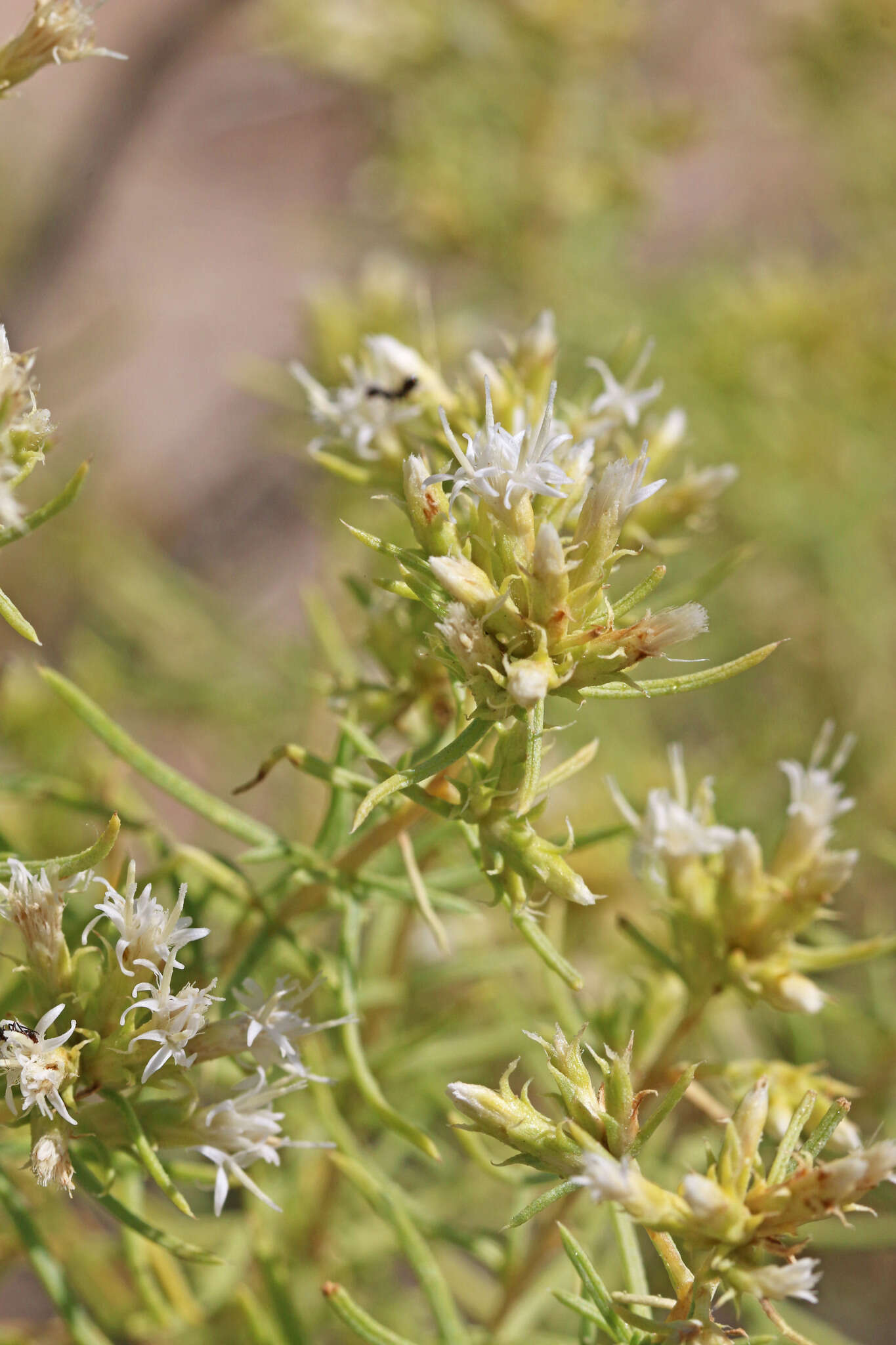 Imagem de Ericameria albida (M. E. Jones ex A. Gray) L. C. Anderson