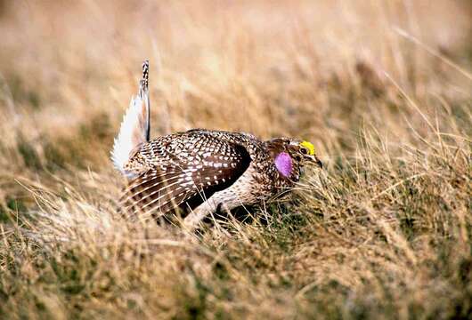 Image of Sharp-tailed Grouse