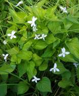 Imagem de Viola acuminata Ledebour