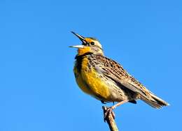 Image of Western Meadowlark