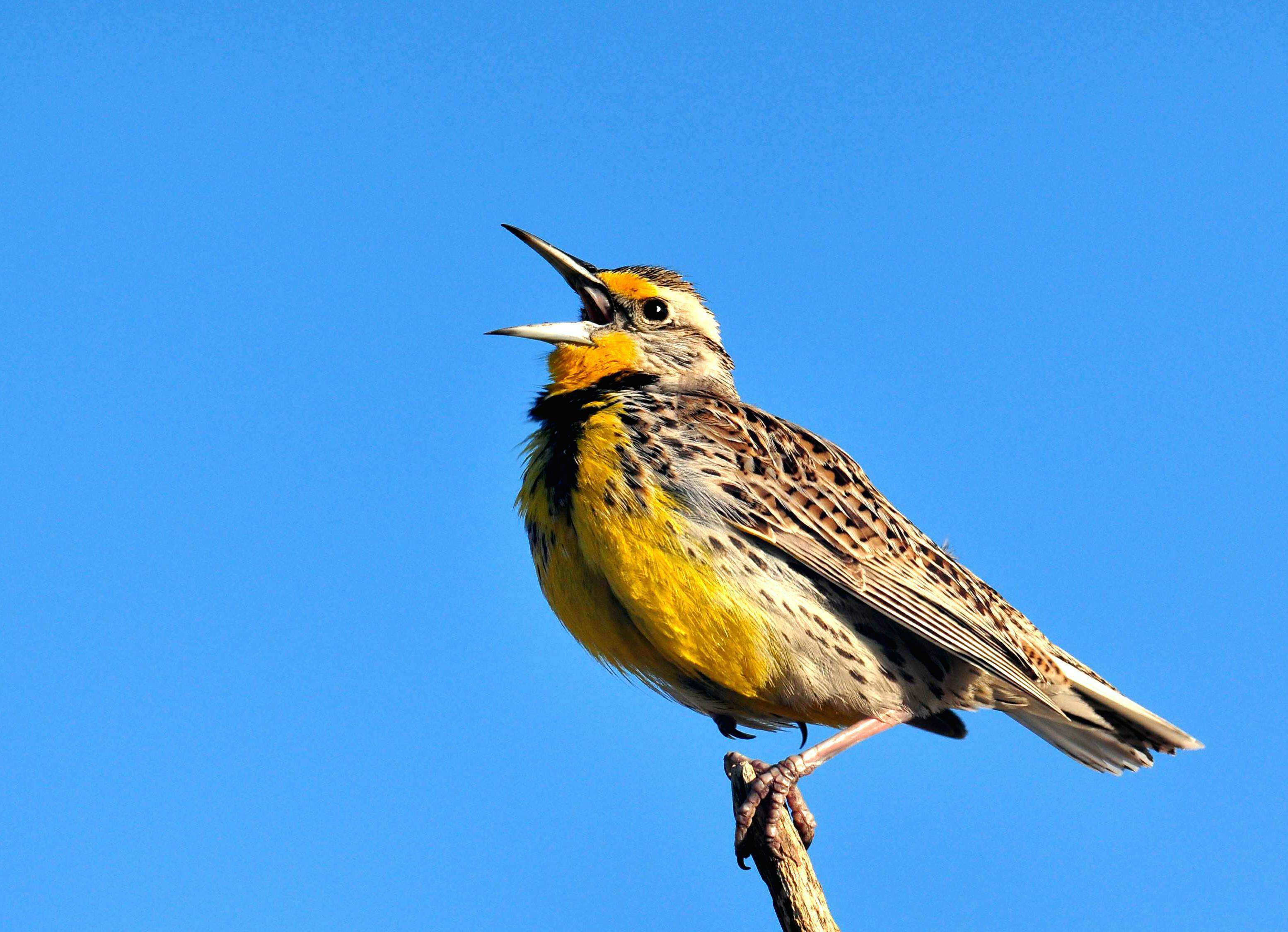 Image of Western Meadowlark