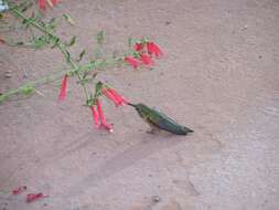 Image of Broad-tailed Hummingbird