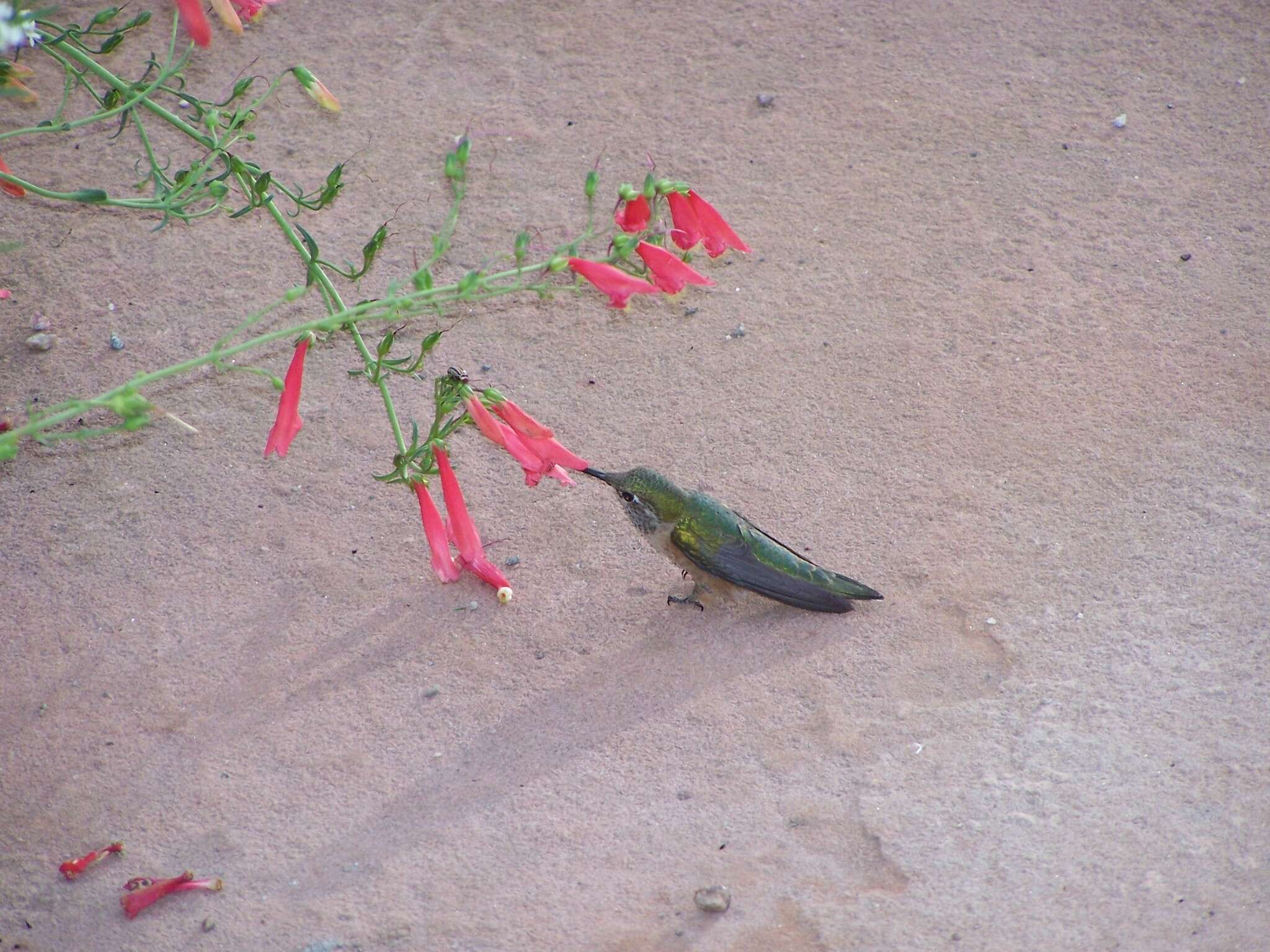 Image of Broad-tailed Hummingbird