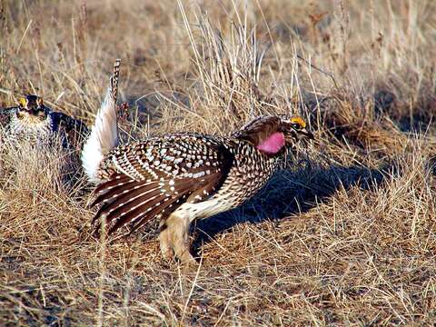 Image of Sharp-tailed Grouse