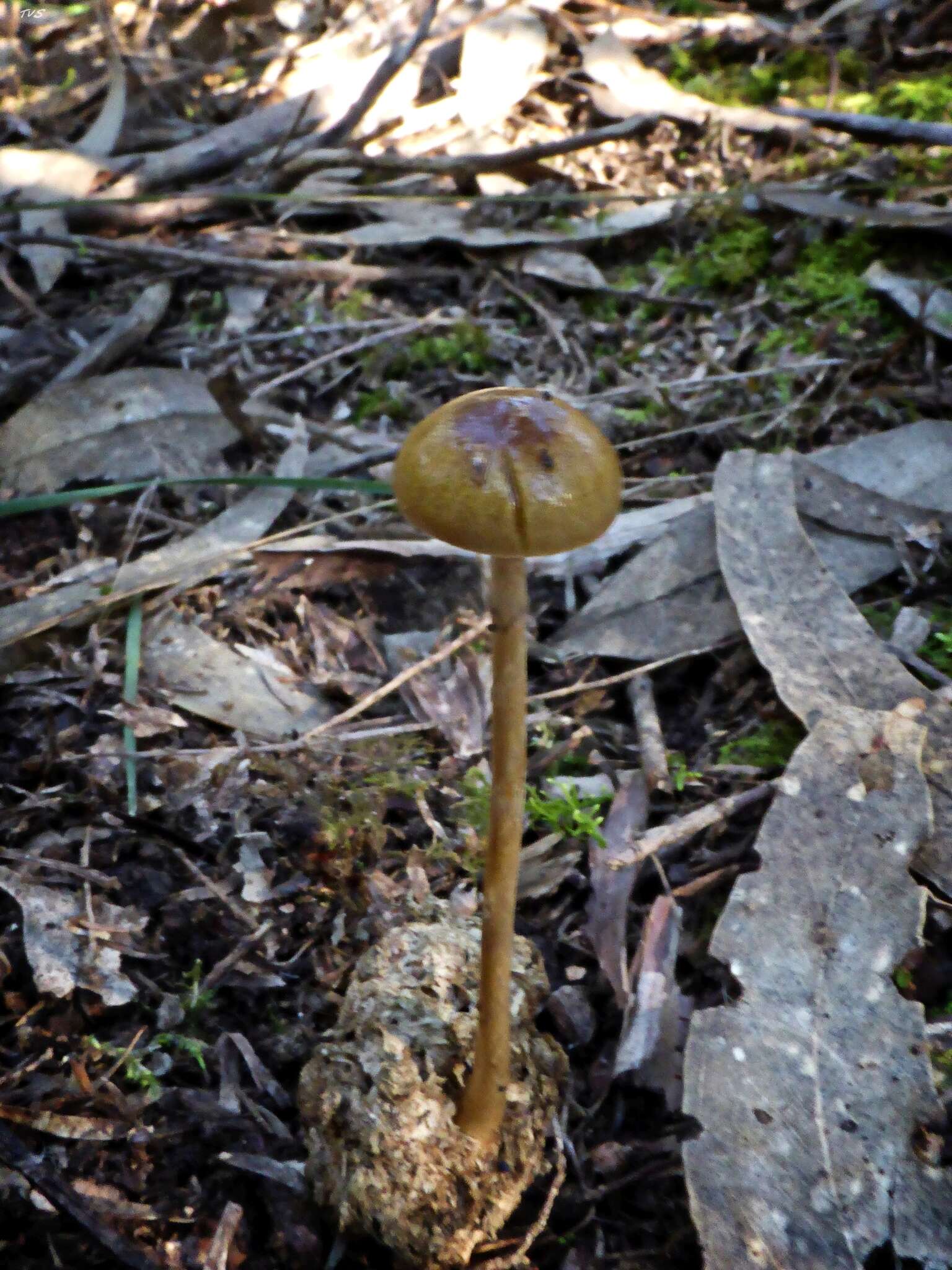 صورة Protostropharia