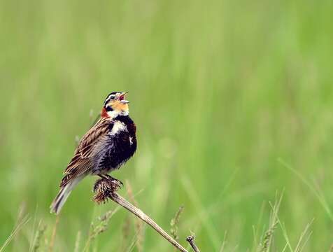 Image of Chestnut-collared Longspur