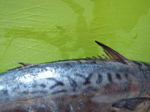 Image of Atlantic Little Tuna