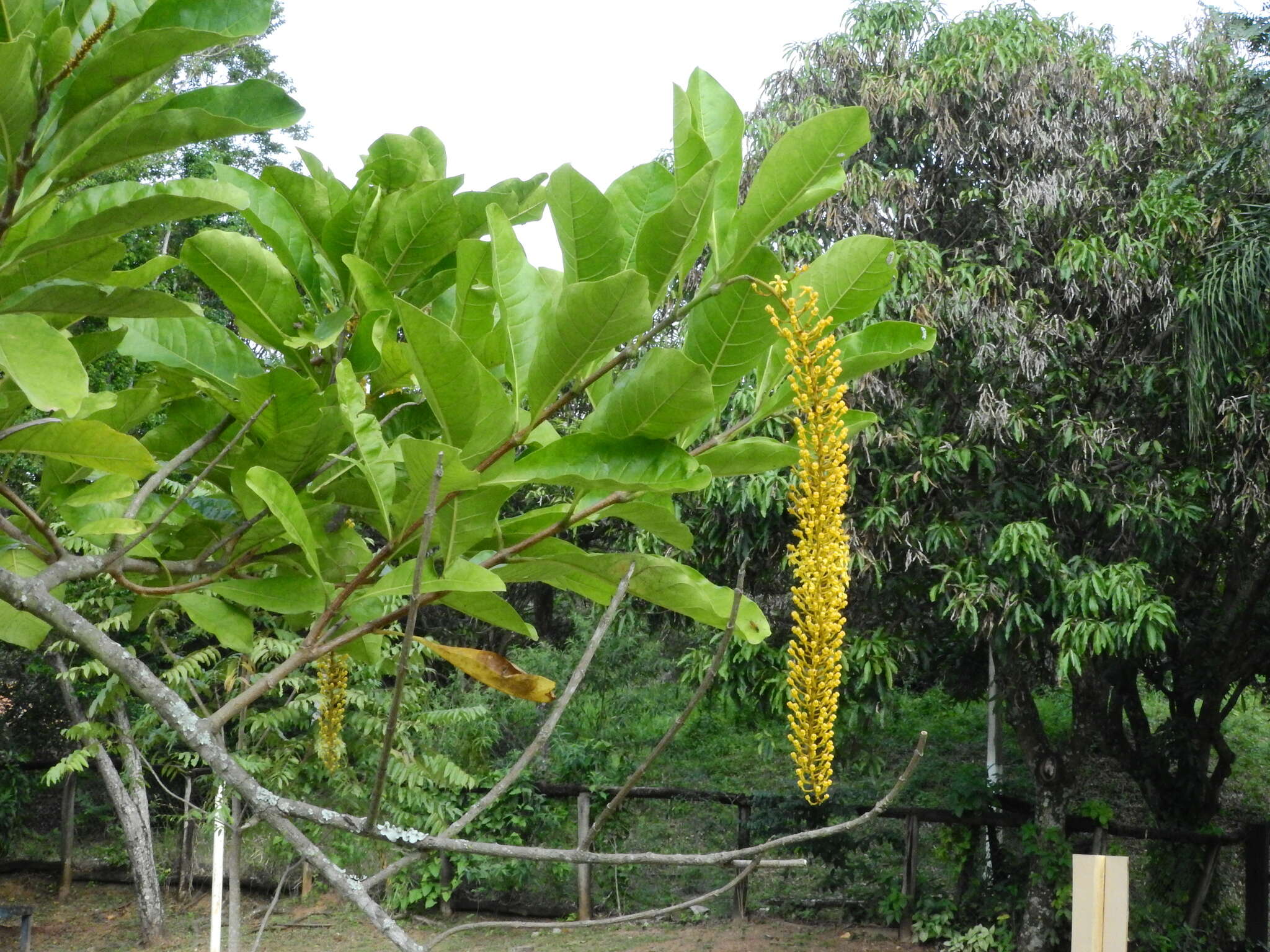 Image of Lophanthera lactescens Ducke