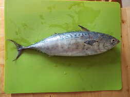 Image of Atlantic Little Tuna