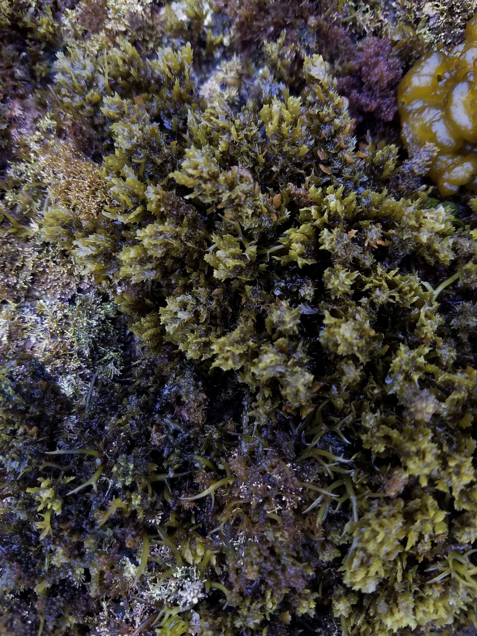 Image of Sargassum agardhianum