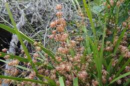 Image de Lomandra multiflora subsp. multiflora