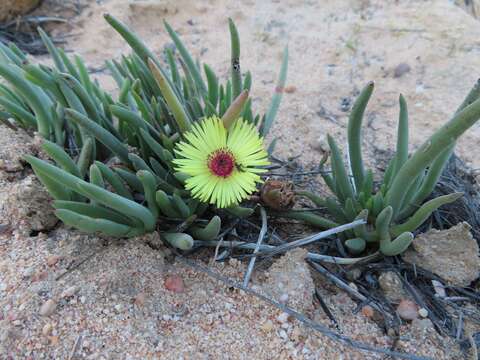 Image of Cephalophyllum tricolorum (Haw.) N. E. Br.