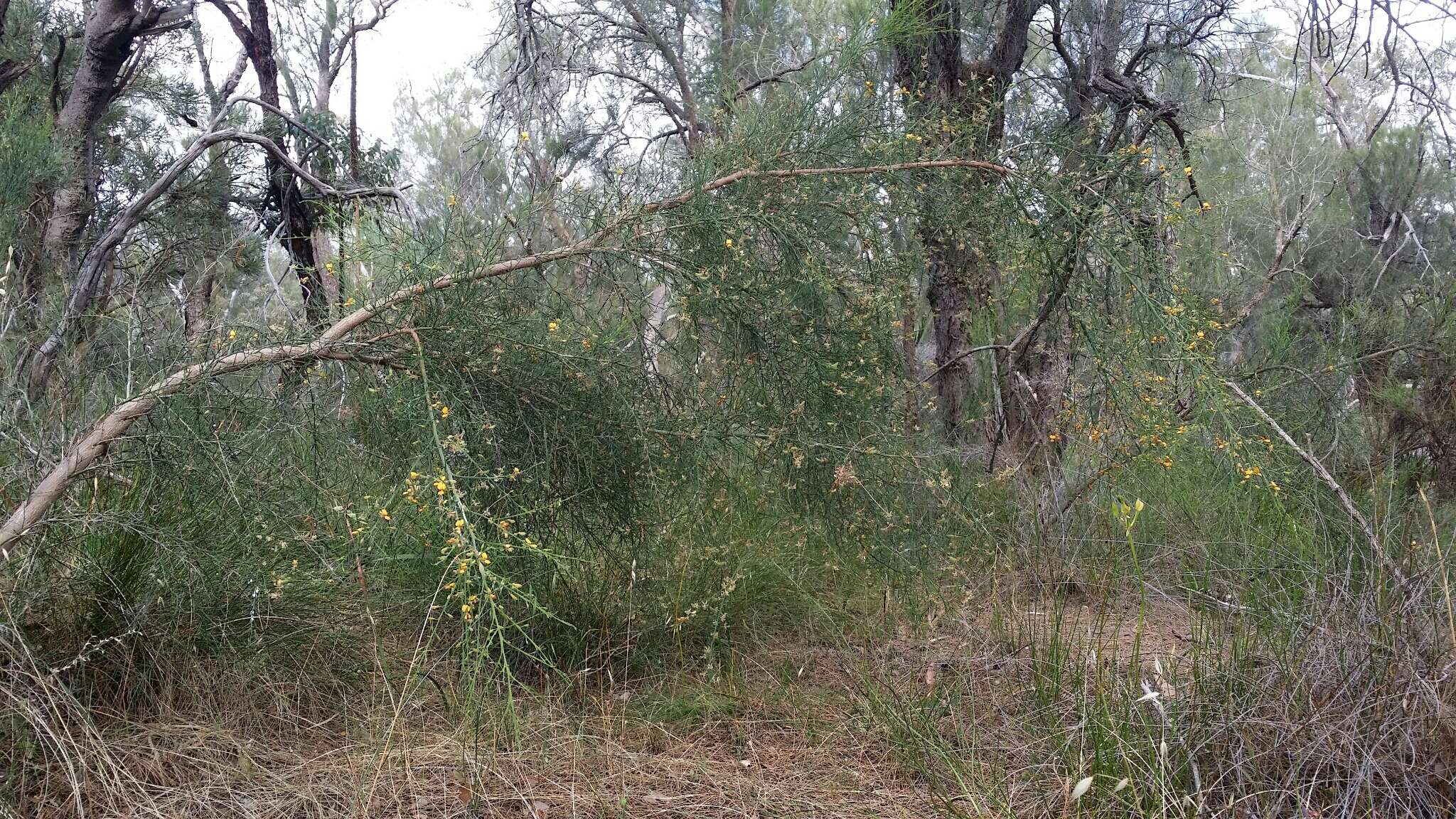 Image of Jacksonia sternbergiana Benth.