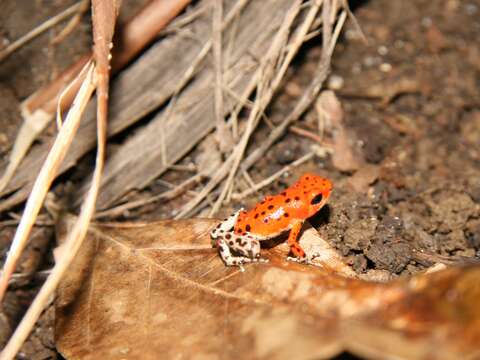 Imagem de Oophaga pumilio (Schmidt 1857)