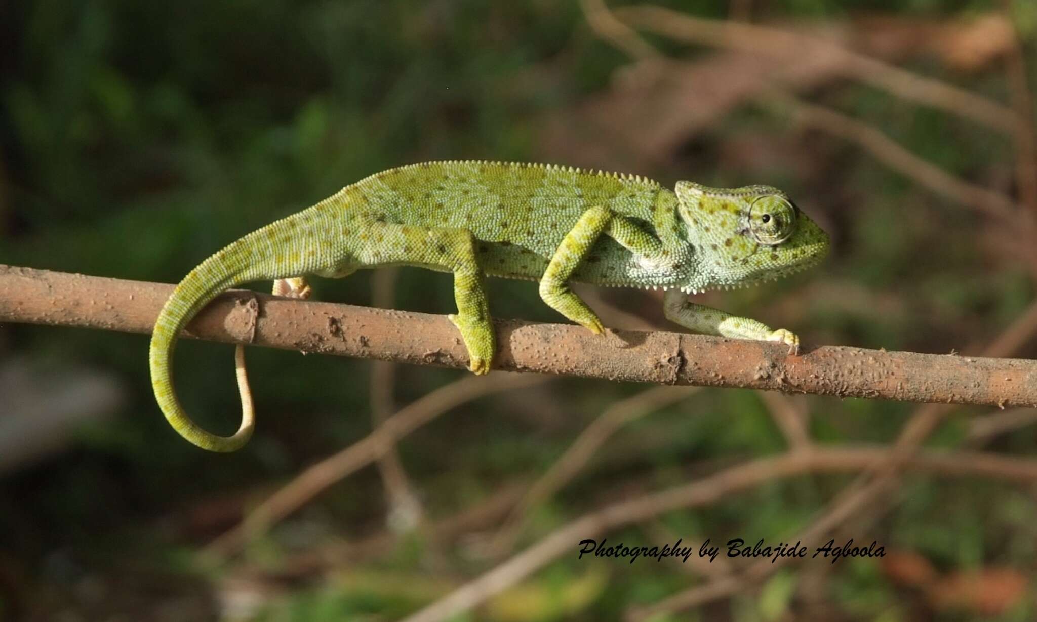 Image of Graceful Chameleon