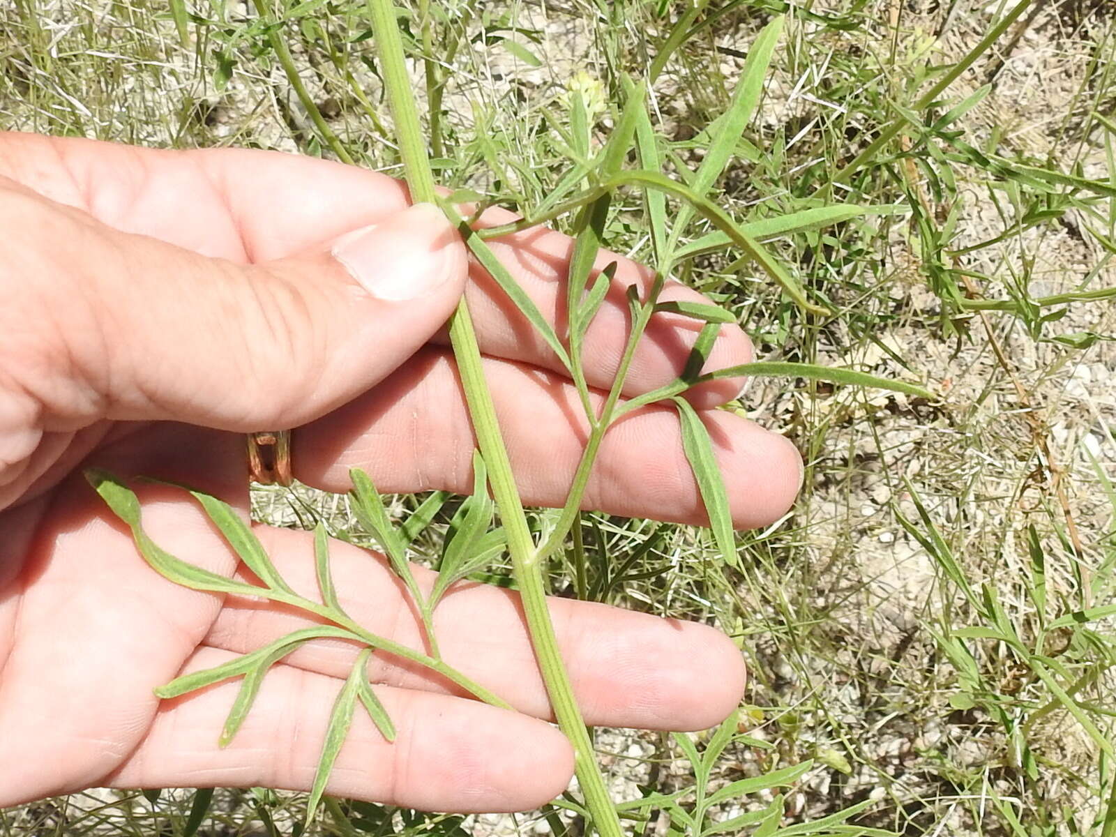 Image of Hymenothrix wislizenii A. Gray