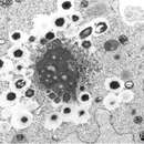 Mimivirus-dependent virus Zamilon resmi