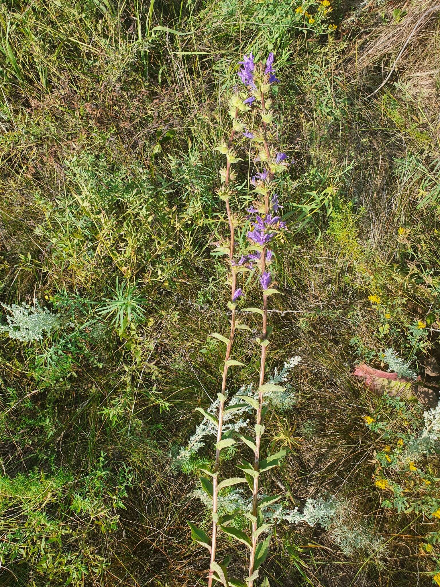 Imagem de Campanula glomerata subsp. farinosa (Rochel ex Besser) Kirschl.