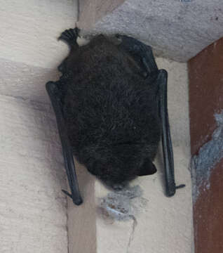 Image of little brown bat