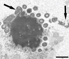 Image of Mimivirus-dependent virus Zamilon