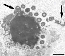 Plancia ëd Mimivirus-dependent virus Zamilon