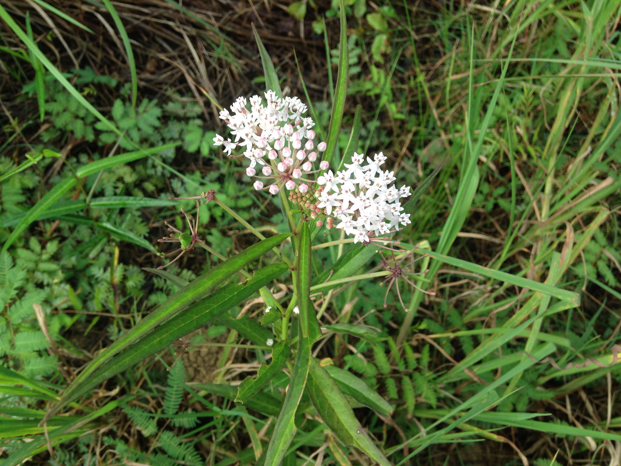 Imagem de Asclepias perennis Walt.