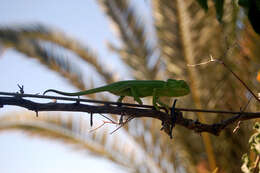 Image de Caméléon commun