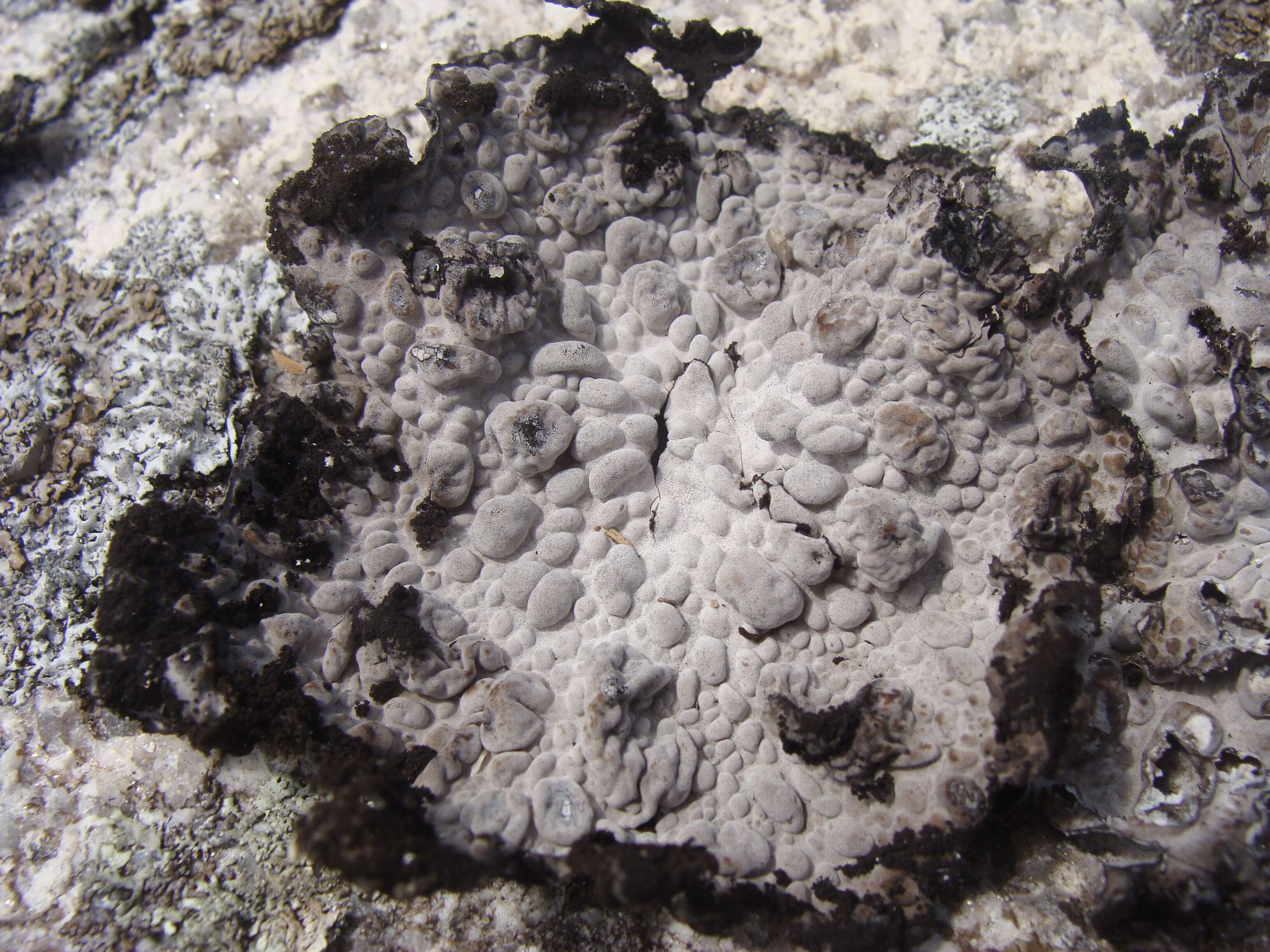 Image of blistered navel lichen