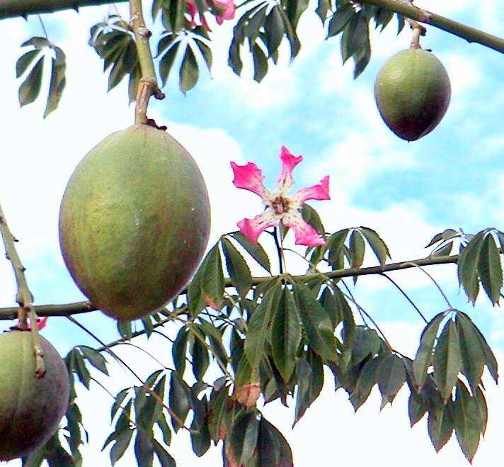 Image of ceiba