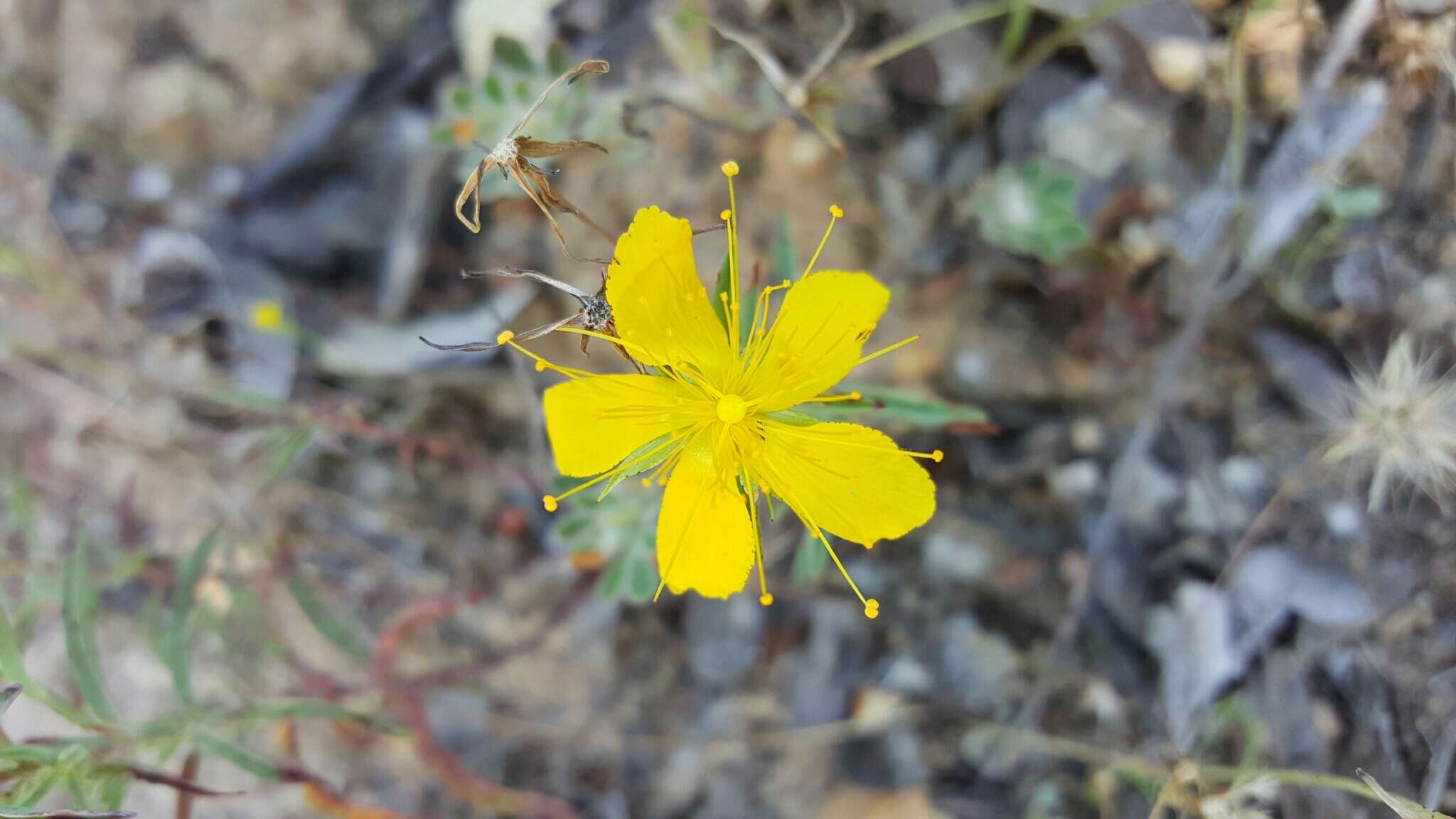 Plancia ëd Hypericum concinnum Benth.