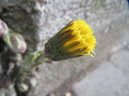 Image of coltsfoot