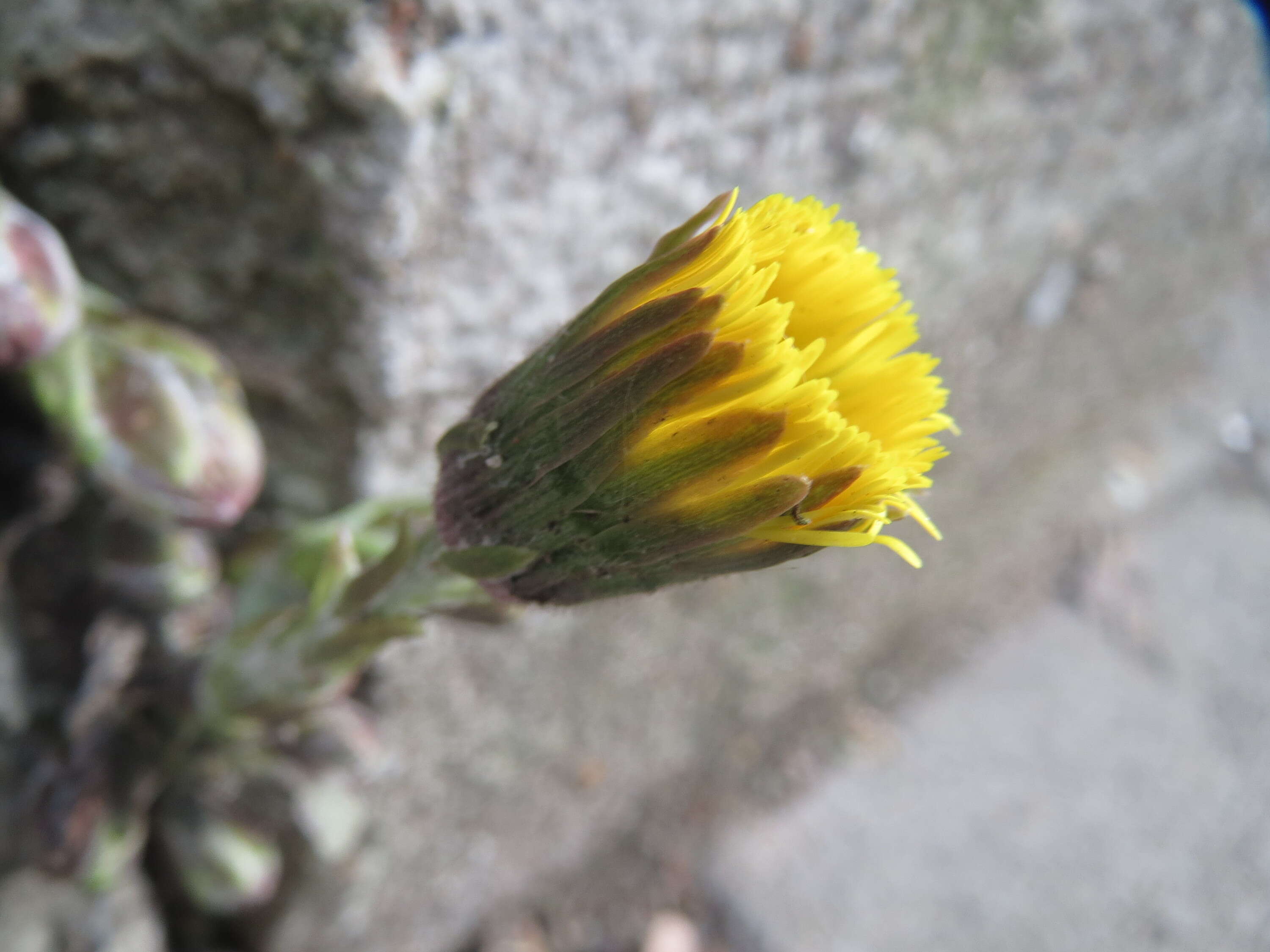 Image of coltsfoot