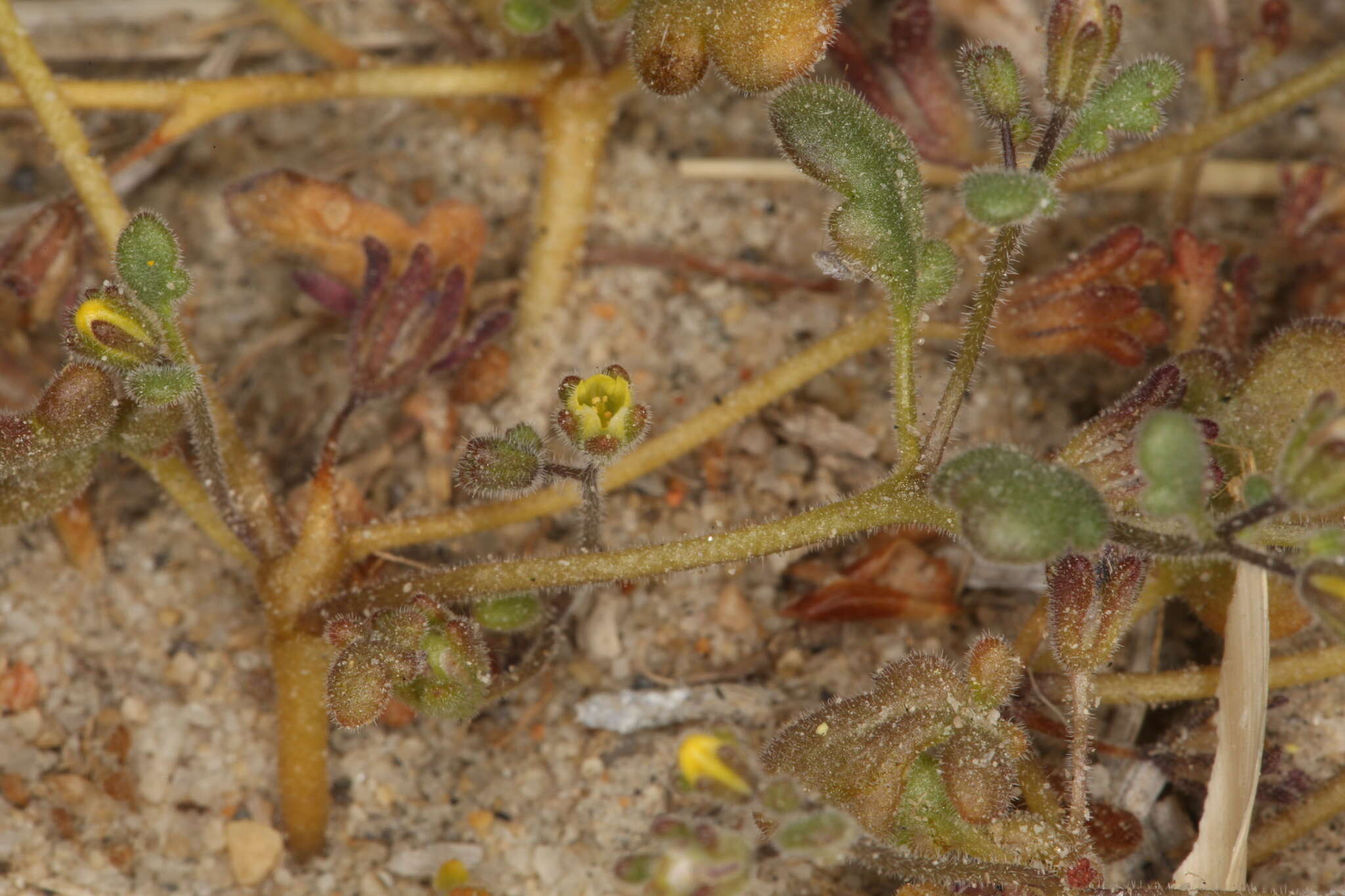 Image of Inyo Yellow Scorpion-Weed