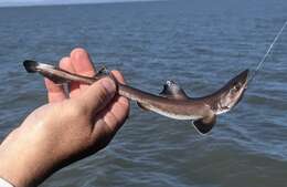 Image of Brown Smoothhound