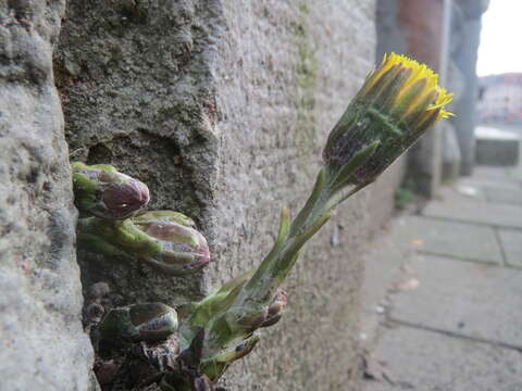 Image of coltsfoot