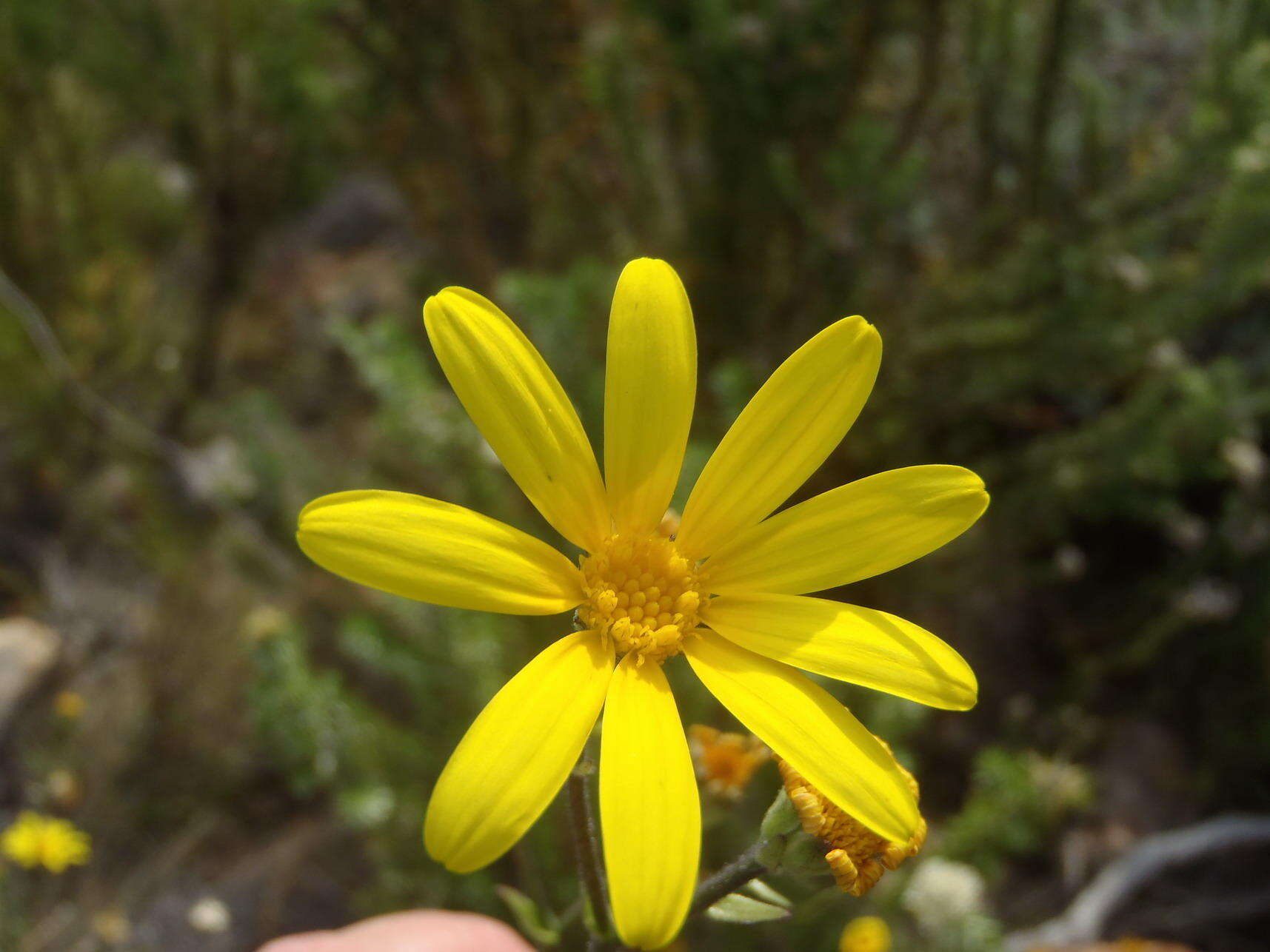 Image of <i>Osteospermum <i>polygaloides</i></i> var. polygaloides