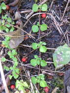 Image of Linnaea borealis var. longiflora Torr.