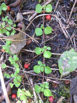 Image de Linnaea borealis var. longiflora Torr.