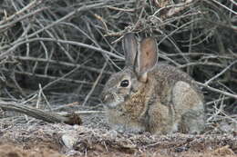 Imagem de Sylvilagus audubonii (Baird 1858)