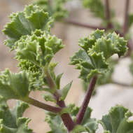 Image of Pelargonium englerianum Knuth